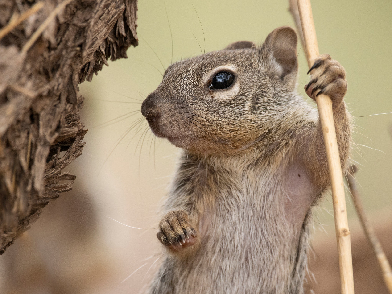 close up on funny grey squirrel holding stick close up on funny grey squirrel holding stick