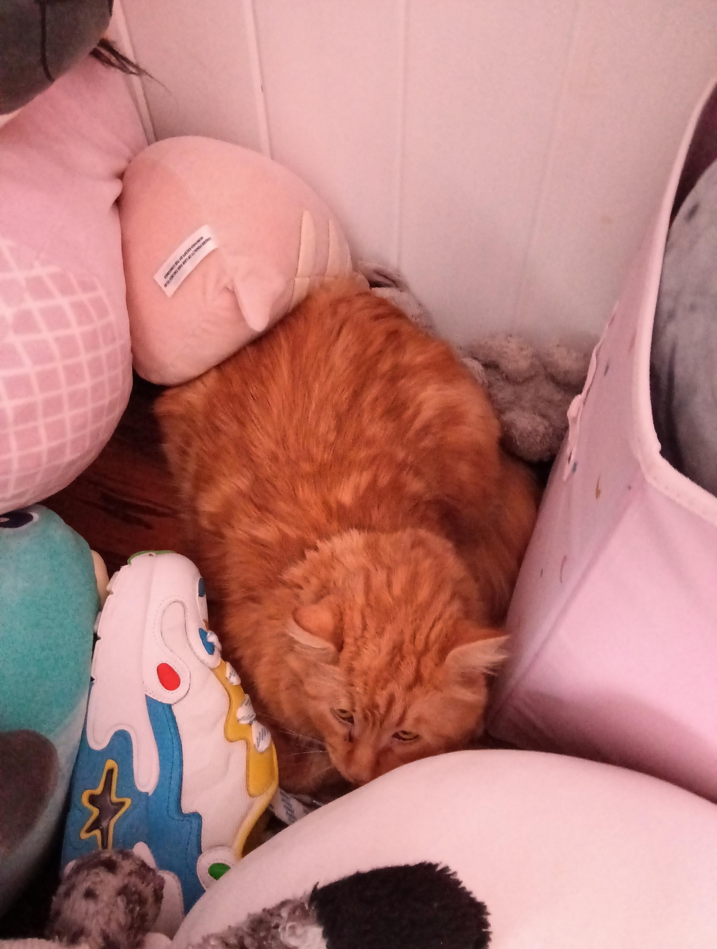 Orange cat, who was hiding under a stuffed Totoro and sniffing a shoe in a pile of stuffed animals