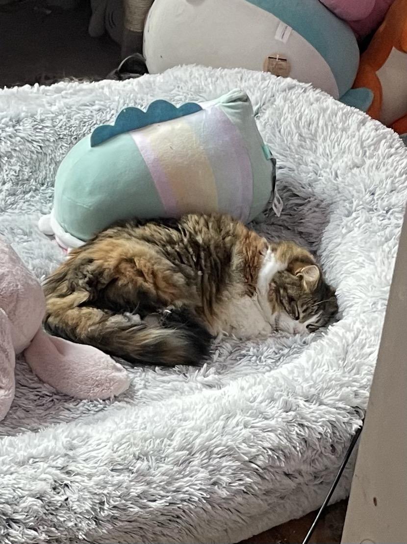 Matilda the calico cat, smiling while lying down in a croissant shape, on a giant fluffy dog bed, while surrounded by stuffed animals. She has achieved nirvana