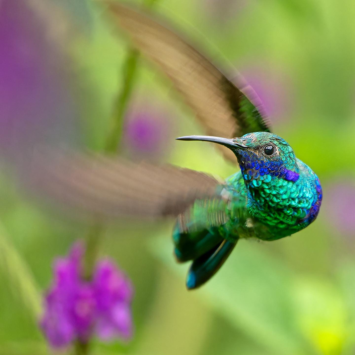hummingbird species - the sparkling violetear
in flight with magenta flowers in green background