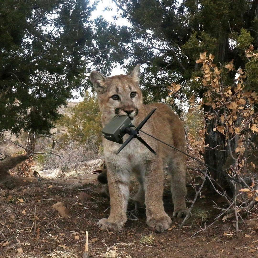 juvenile mountain lion with a trailcam camera in their mouth