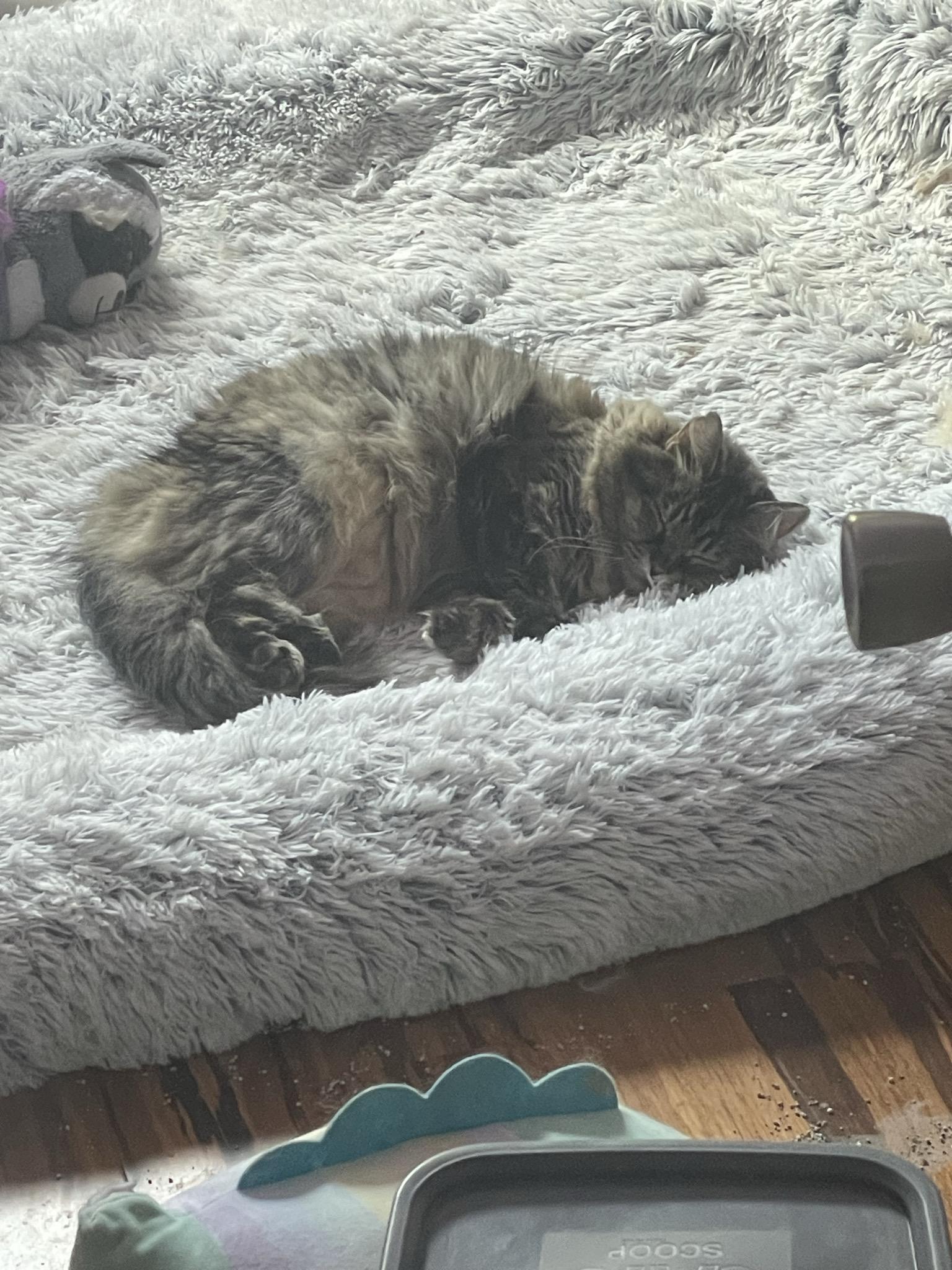 Buffy the long-haired tabby, sleeping in a croissant shape on a big fluffy dog bed. Her ears are forward, her feet tucked over each other, and her eyes are closed. Feline bliss.