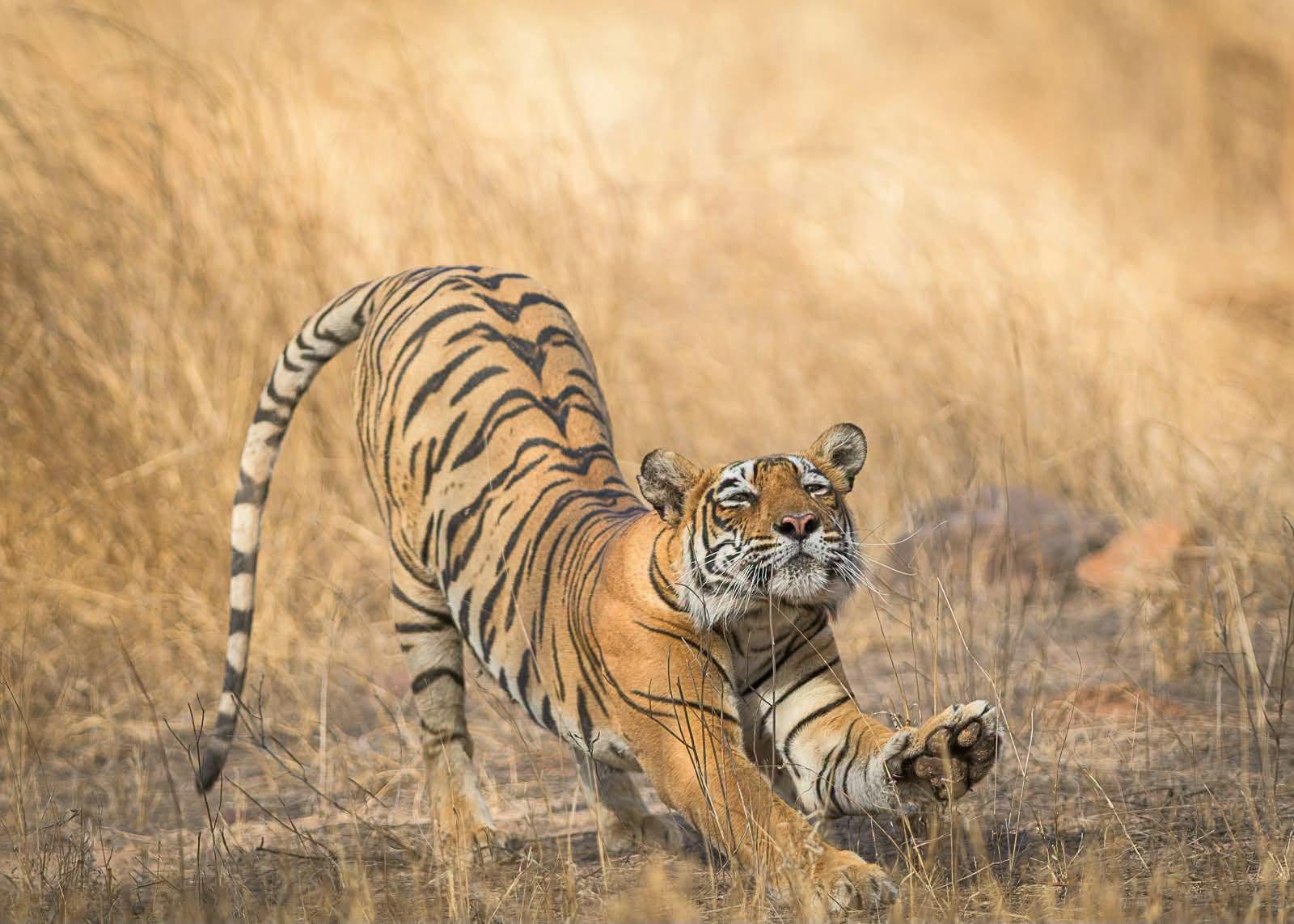 wild tiger stretching in tall tan colored grasses