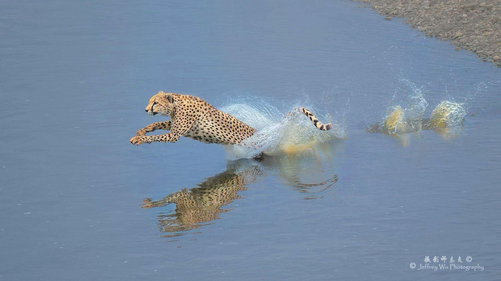wild leopard leaping thru shallow water leaving a wake in its path