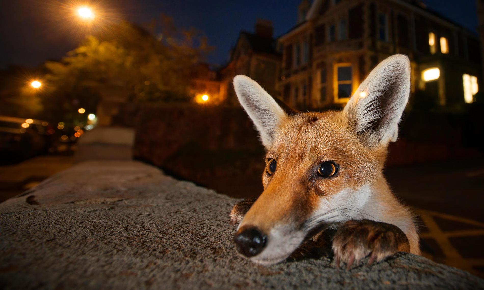 "A young red fox scouting about in Bristol in August. Photograph: Sam Hobson/NPL/Alamy"
fox looking over a garden wall