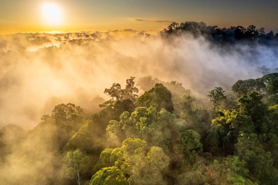 forest with mist in Sumatra,