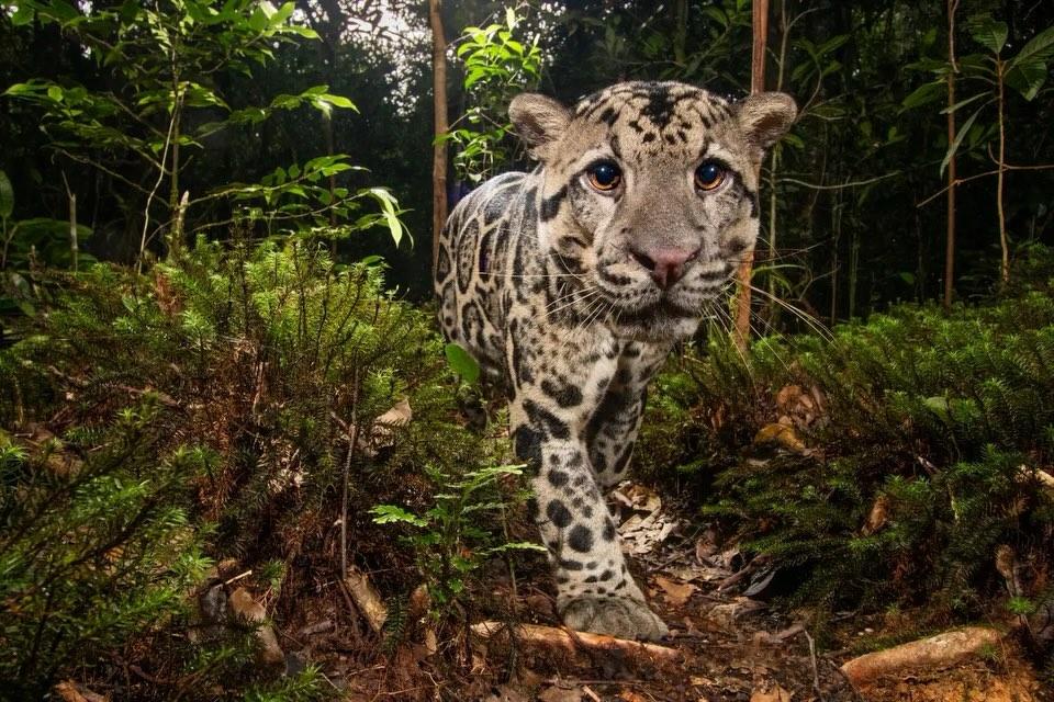 the Sunda clouded leopard. Found only on Borneo and Sumatra,