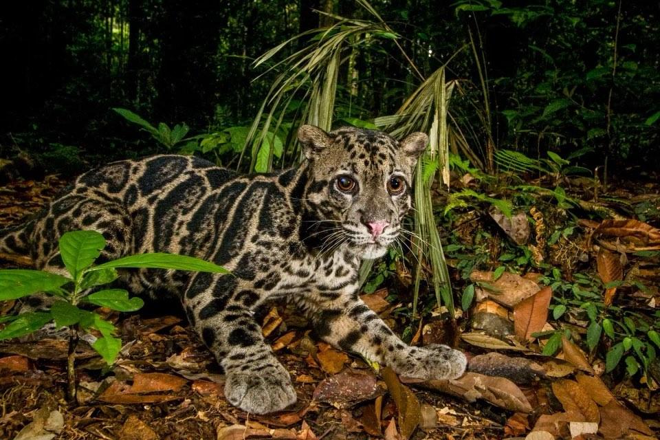 the Sunda clouded leopard. Found only on Borneo and Sumatra,