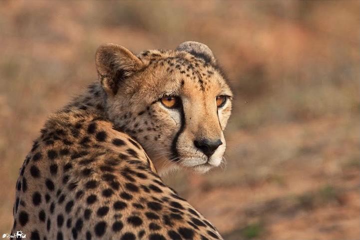 wild cheetah facing away and turning to look at distance
