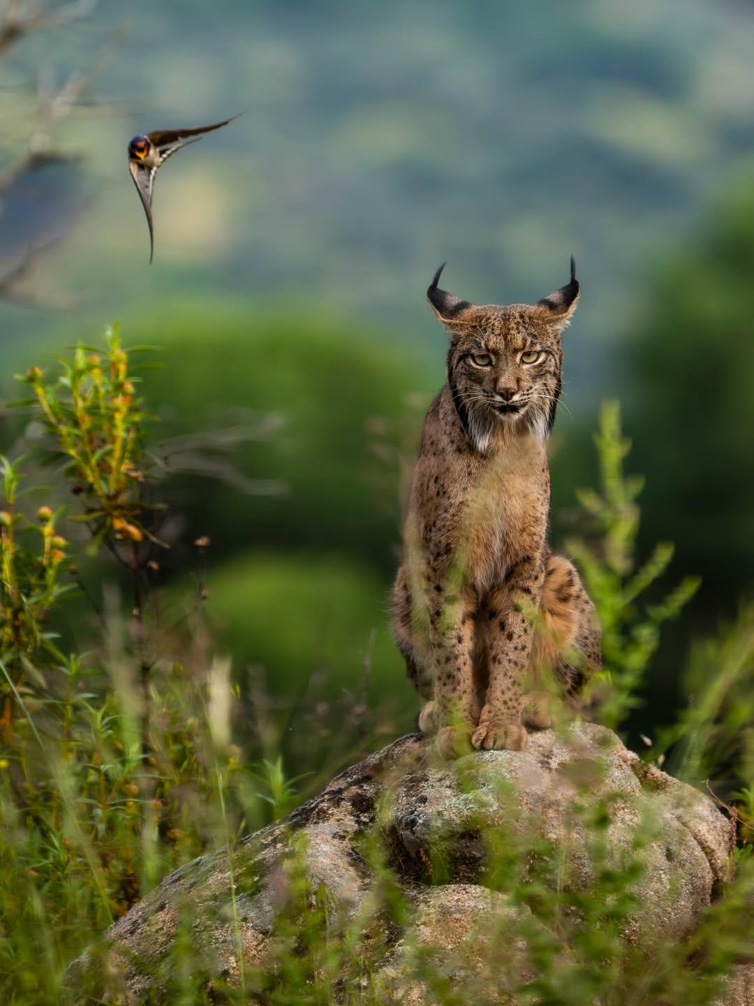 iberian lynx sitting on a boulder with swallow divebombing them