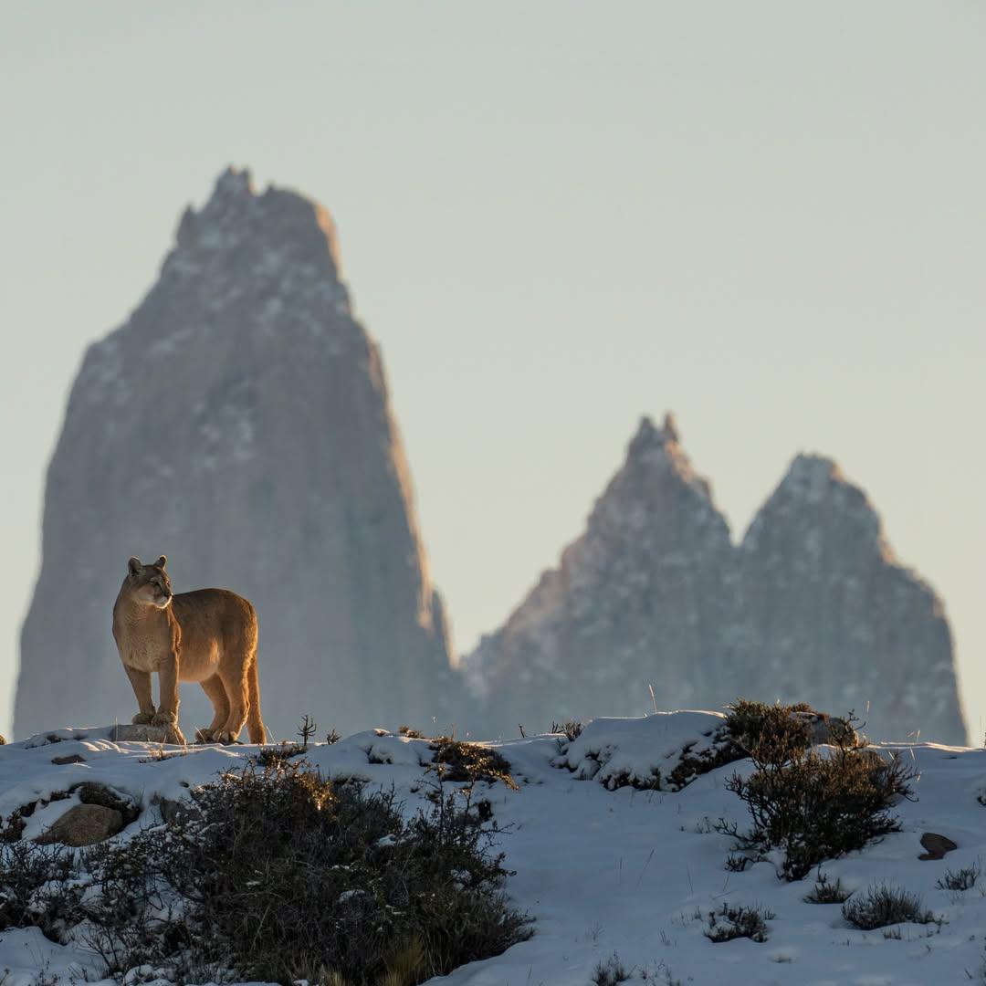 wild puma in patagonia on a partly snow covered ridge with tall mountain peaks in background
