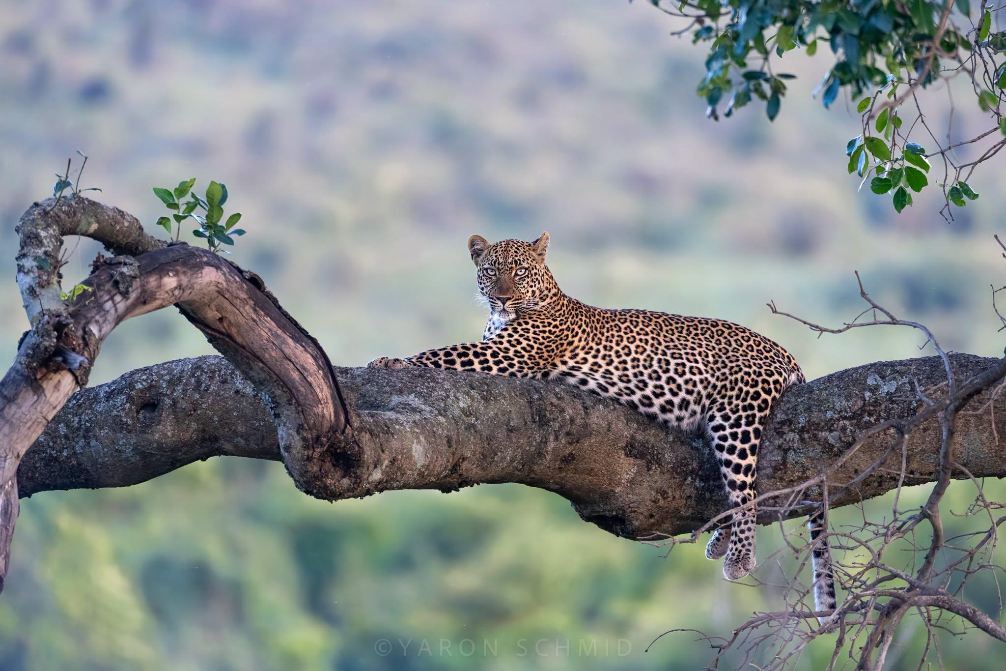 wild leopardess laying with head up on a very thick tree branch