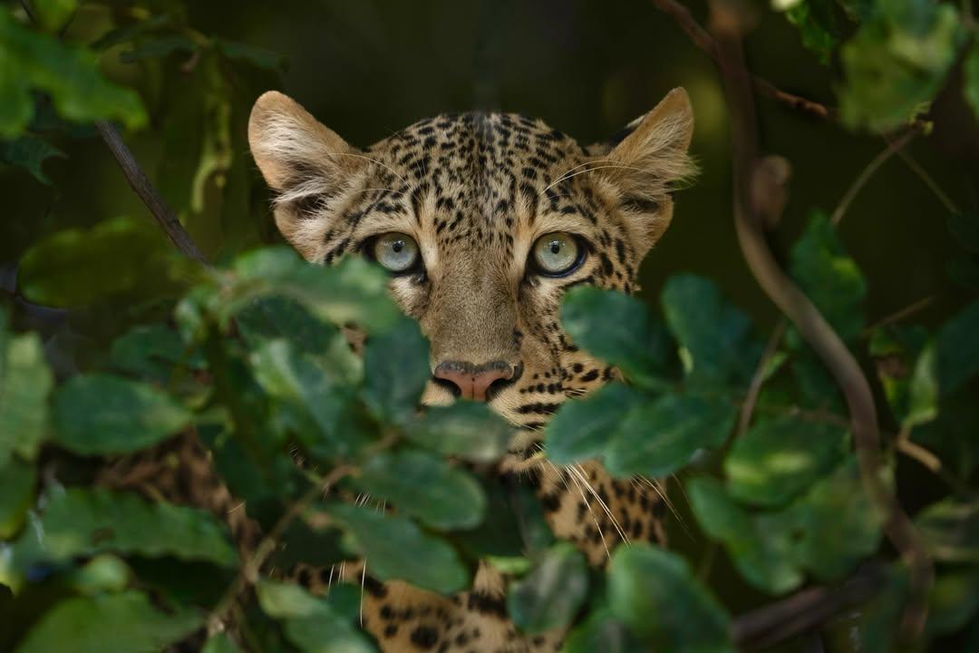 close up of young wild leopard looking out from behind greenery