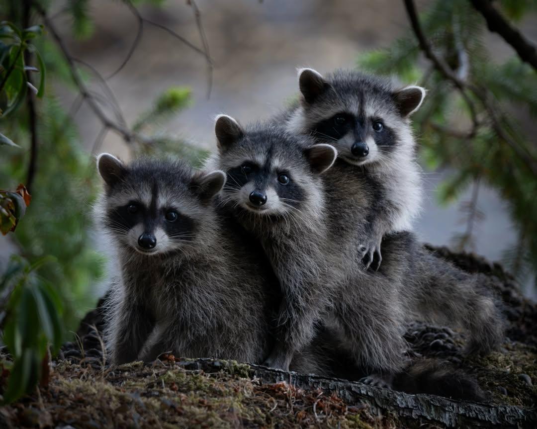 three young raccoons in a row