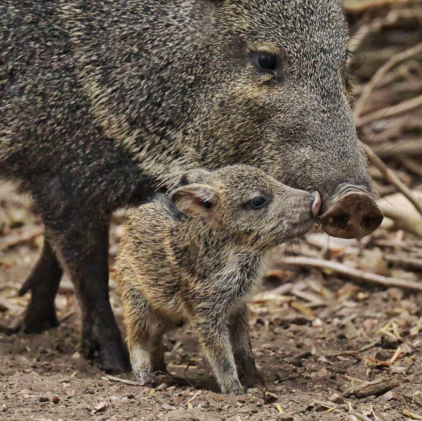 baby peccary smelling mom's mouth