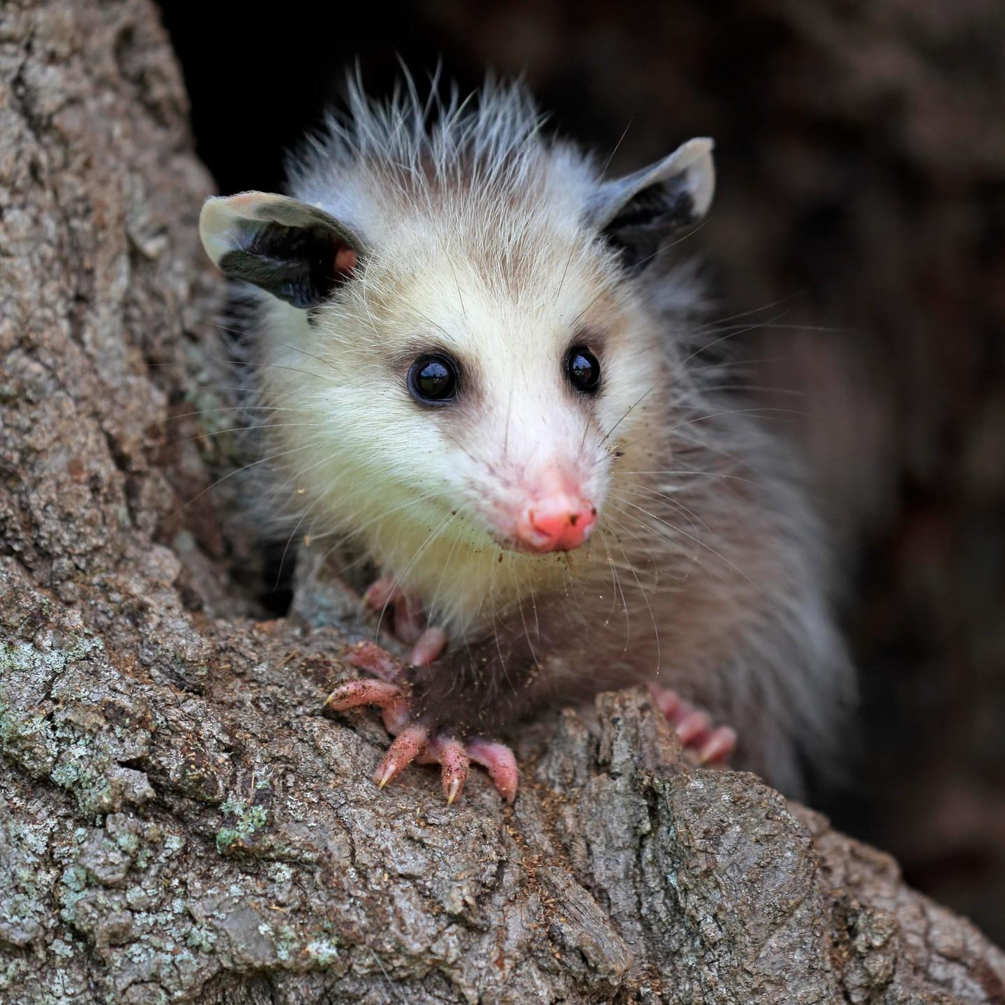 baby opossum perched on a tree trunk
